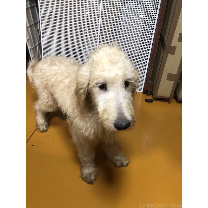 販売中の兵庫県のゴールデンドゥードル:ゴールデンレトリーバー×プードル-398931の4枚目