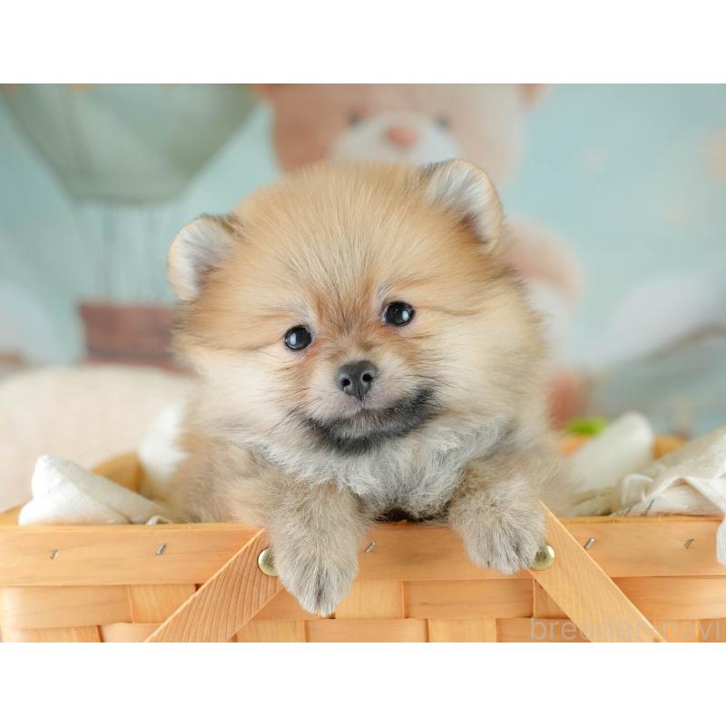 販売中の埼玉県のポメラニアン-417078の4枚目