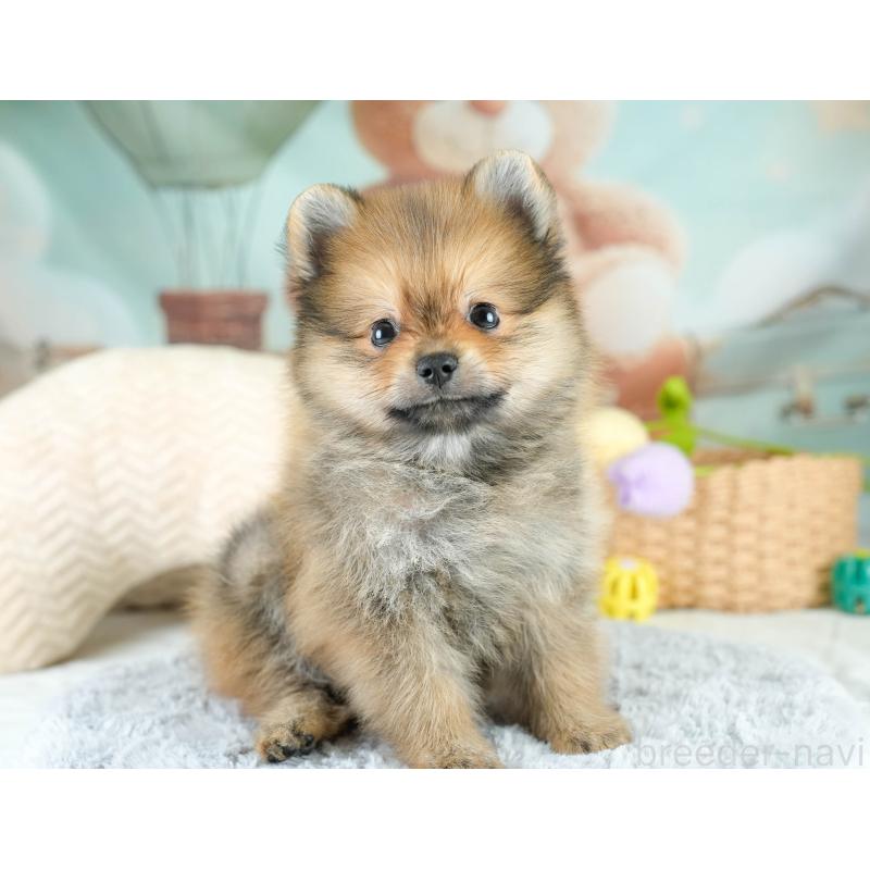 販売中の埼玉県のポメラニアン-417076の8枚目