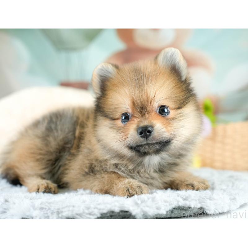 販売中の埼玉県のポメラニアン-417076の4枚目