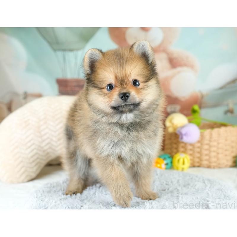 販売中の埼玉県のポメラニアン-417076の3枚目