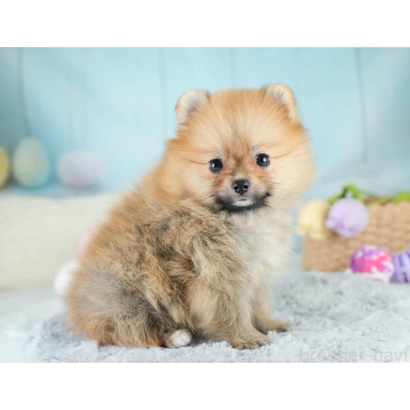 販売中の埼玉県のポメラニアン-417075の7枚目