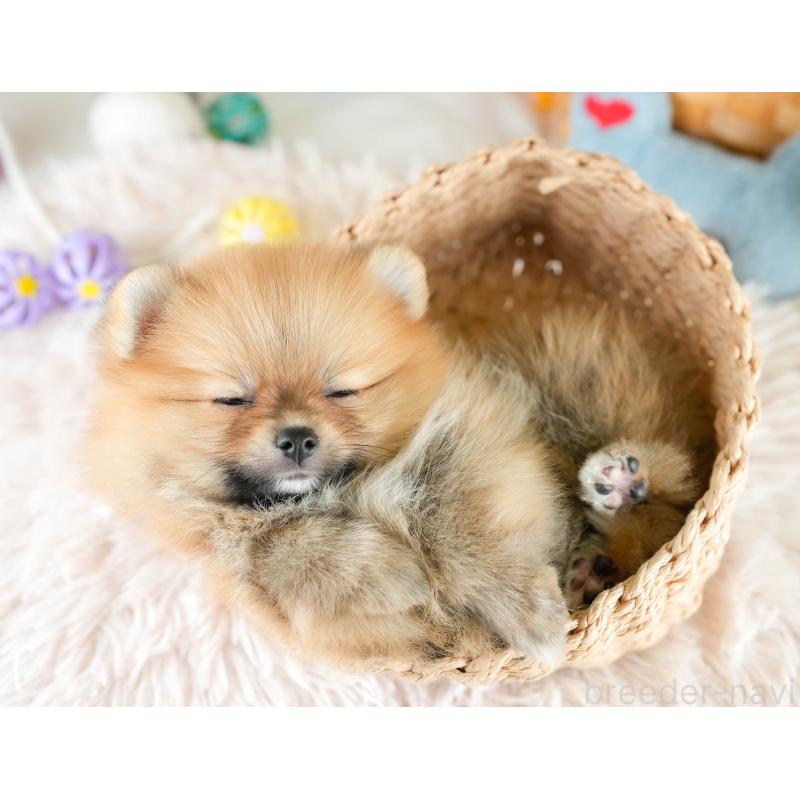 販売中の埼玉県のポメラニアン-417075の6枚目