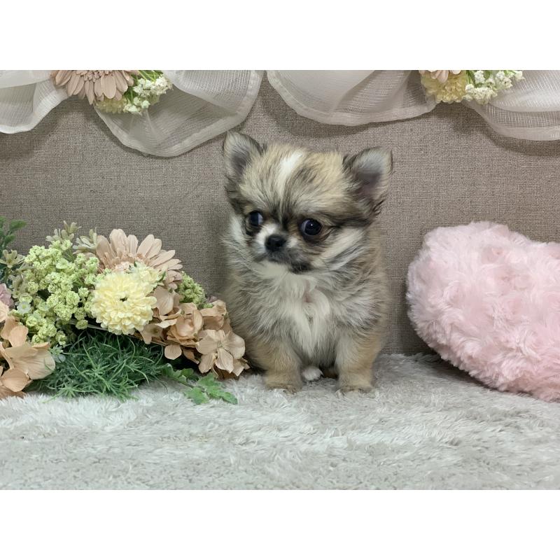 成約済の三重県のミックス犬-416579の1枚目