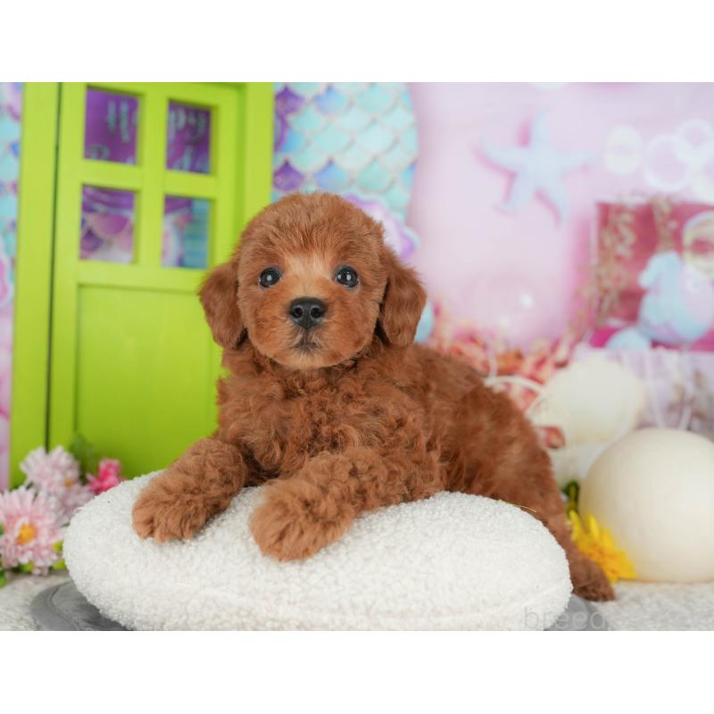 販売中の千葉県のトイプードル-416771の3枚目