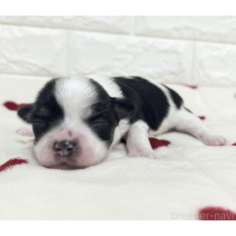 販売中の福岡県のチワマル:チワワ×マルチーズ-414967の75枚目