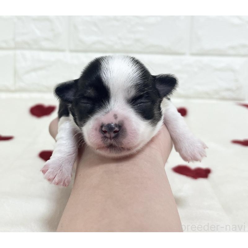 販売中の福岡県のチワマル:チワワ×マルチーズ-414967の74枚目