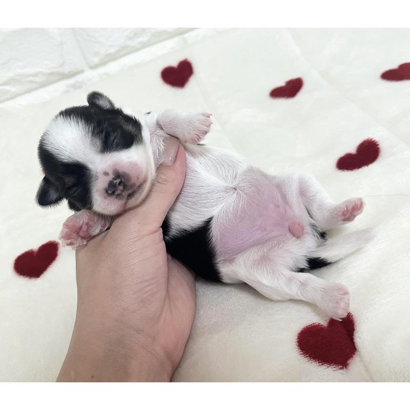 販売中の福岡県のチワマル:チワワ×マルチーズ-414967の73枚目