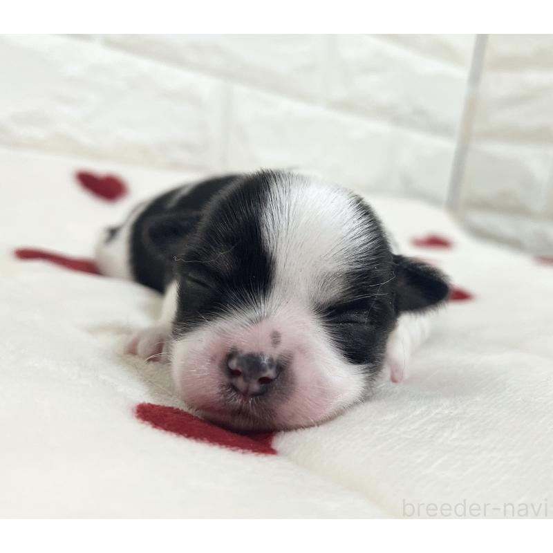 販売中の福岡県のチワマル:チワワ×マルチーズ-414967の72枚目