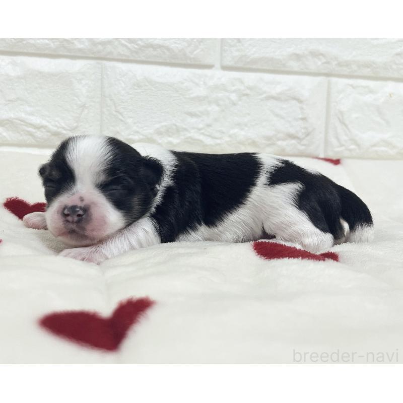 販売中の福岡県のチワマル:チワワ×マルチーズ-414967の71枚目