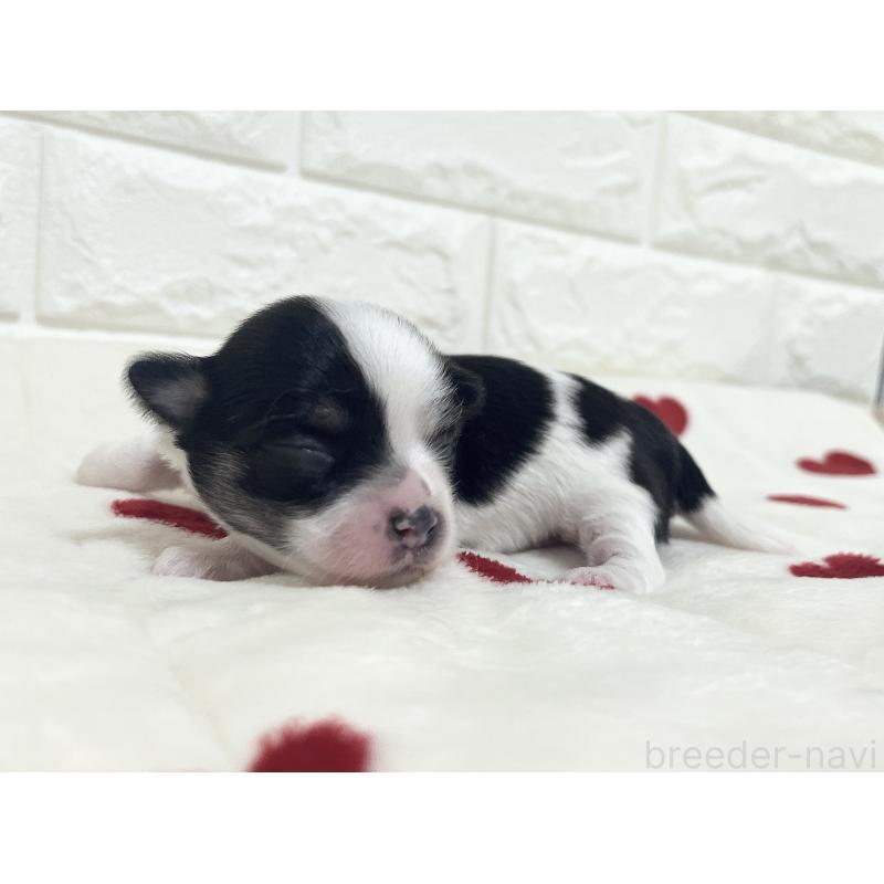 販売中の福岡県のチワマル:チワワ×マルチーズ-414967の70枚目