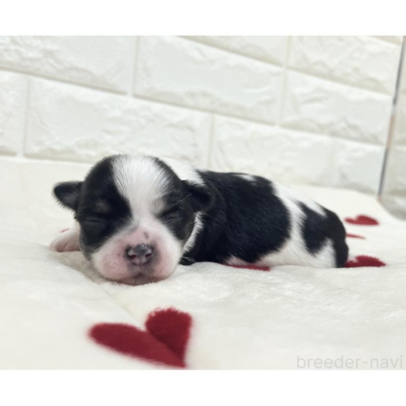 販売中の福岡県のチワマル:チワワ×マルチーズ-414967の69枚目