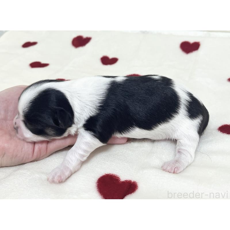 販売中の福岡県のチワマル:チワワ×マルチーズ-414967の68枚目