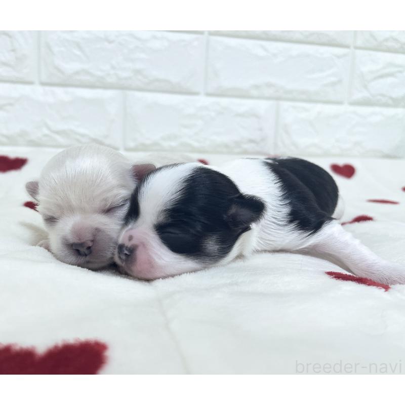 販売中の福岡県のチワマル:チワワ×マルチーズ-414967の67枚目