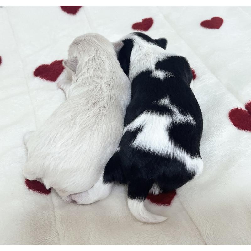 販売中の福岡県のチワマル:チワワ×マルチーズ-414966の89枚目