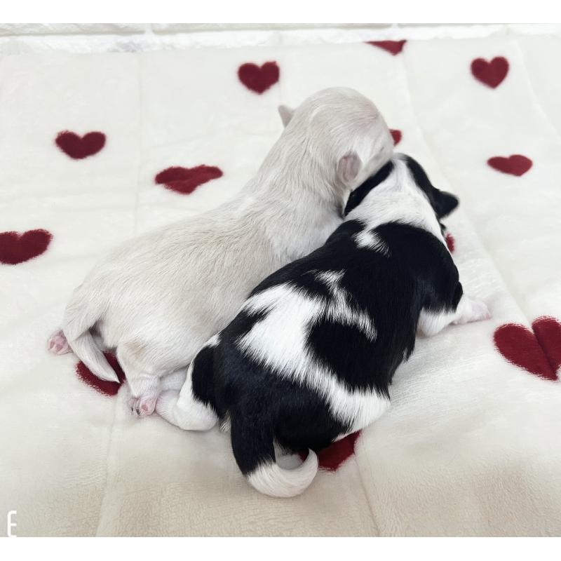 販売中の福岡県のチワマル:チワワ×マルチーズ-414966の88枚目