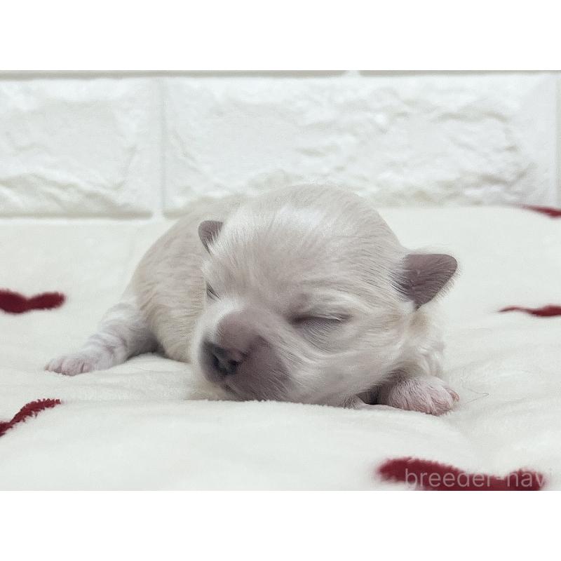 販売中の福岡県のチワマル:チワワ×マルチーズ-414966の87枚目