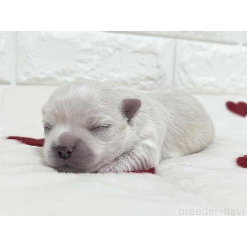 販売中の福岡県のチワマル:チワワ×マルチーズ-414966の86枚目