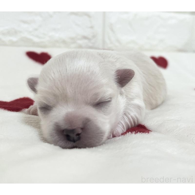 販売中の福岡県のチワマル:チワワ×マルチーズ-414966の85枚目