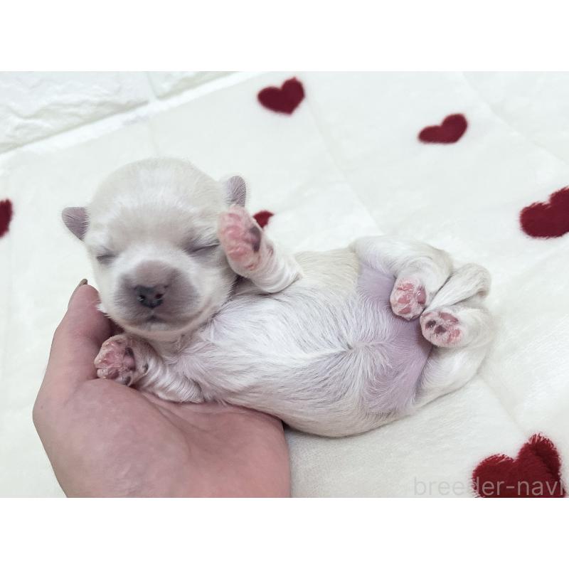 販売中の福岡県のチワマル:チワワ×マルチーズ-414966の84枚目