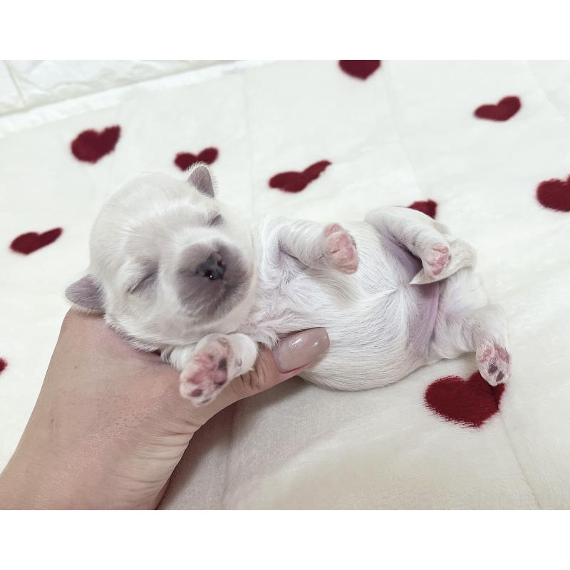 販売中の福岡県のチワマル:チワワ×マルチーズ-414966の83枚目