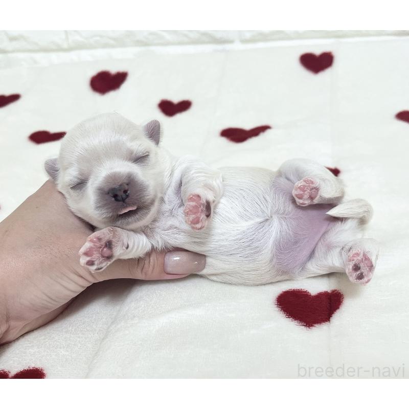 販売中の福岡県のチワマル:チワワ×マルチーズ-414966の82枚目