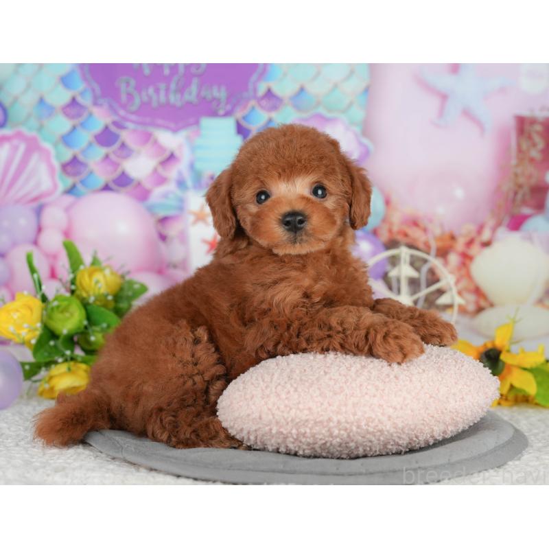 販売中の千葉県のトイプードル-416779の3枚目