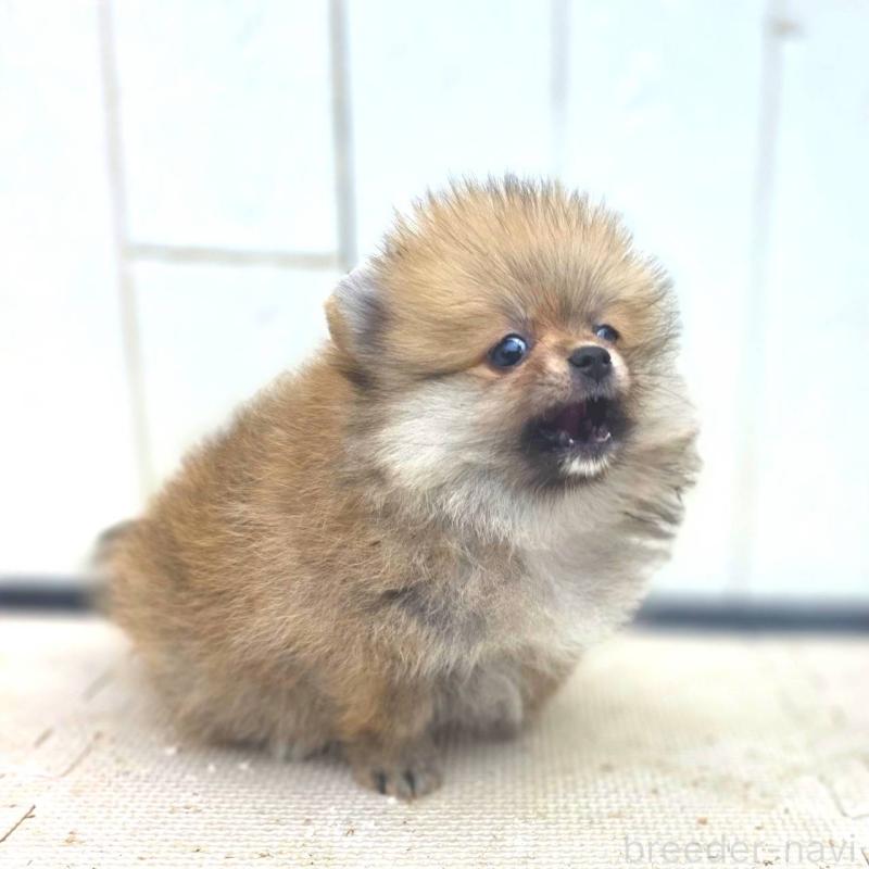 販売中の茨城県のポメラニアン-416590の15枚目