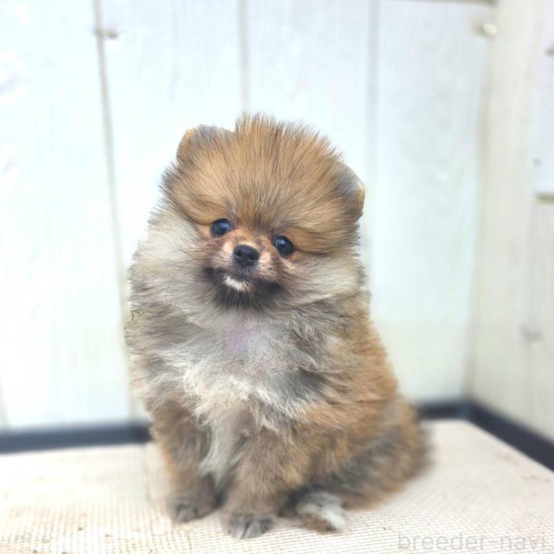 販売中の茨城県のポメラニアン-416590の14枚目