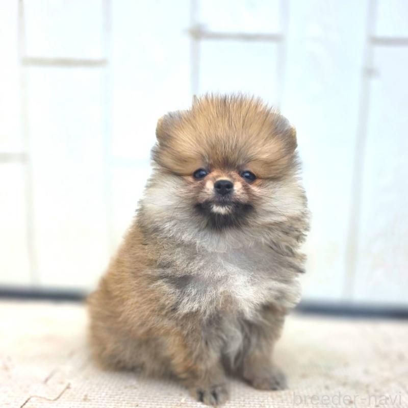販売中の茨城県のポメラニアン-416590の11枚目