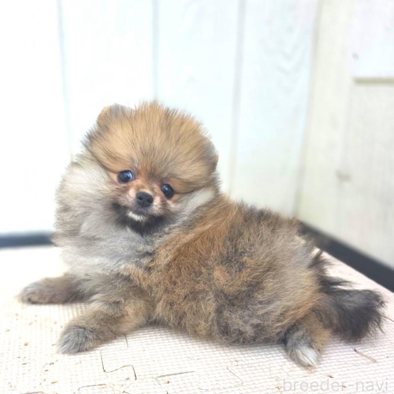 販売中の茨城県のポメラニアン-416590の5枚目