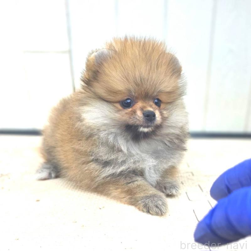 販売中の茨城県のポメラニアン-416590の4枚目
