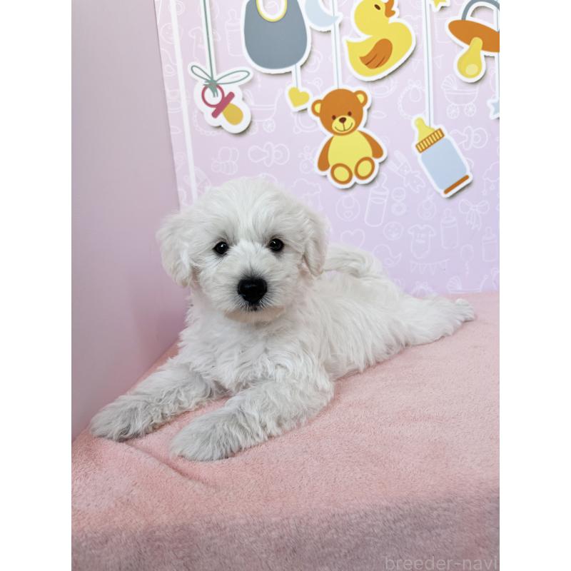 成約済の東京都のミックス犬-416594の6枚目