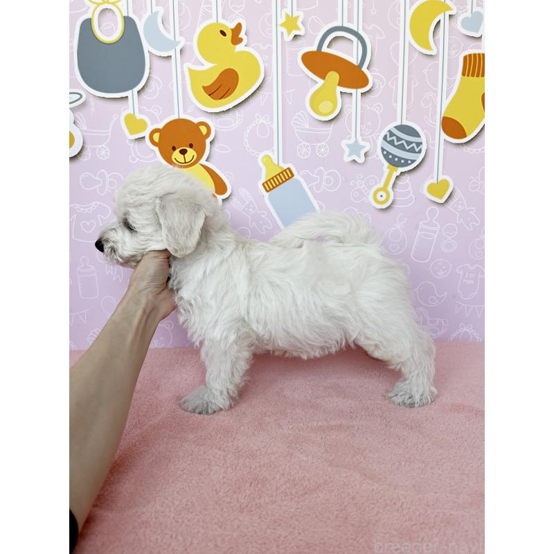 成約済の東京都のミックス犬-416594の4枚目