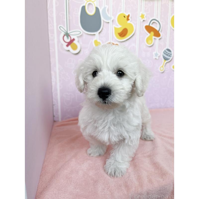 成約済の東京都のミックス犬-416594の3枚目