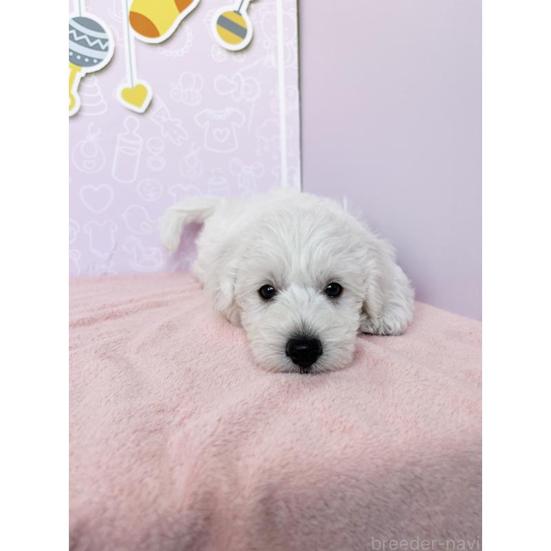 成約済の東京都のミックス犬-416594の2枚目