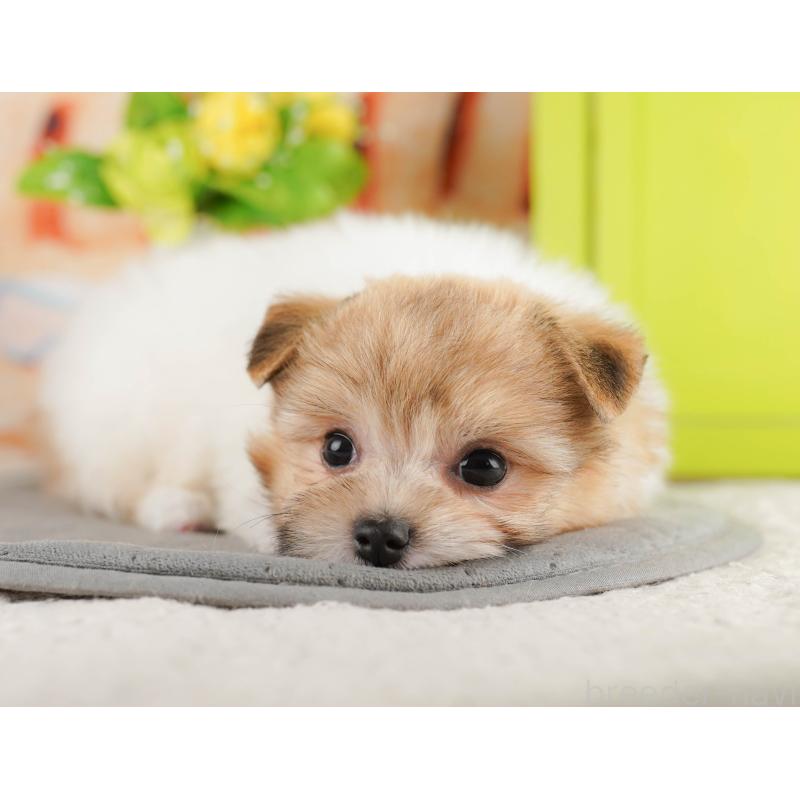 販売中の千葉県のポメマル:ポメラニアン×マルチーズ-416828