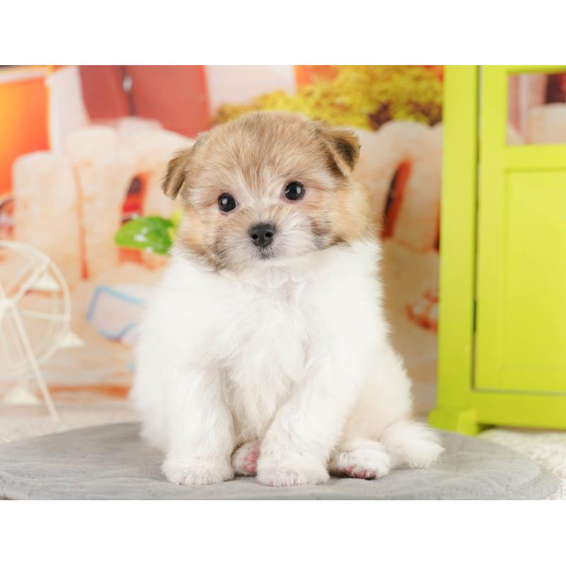 販売中の千葉県のポメマル:ポメラニアン×マルチーズ-416828の9枚目