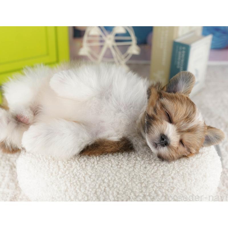 販売中の千葉県のポメマル:ポメラニアン×マルチーズ-416824の4枚目