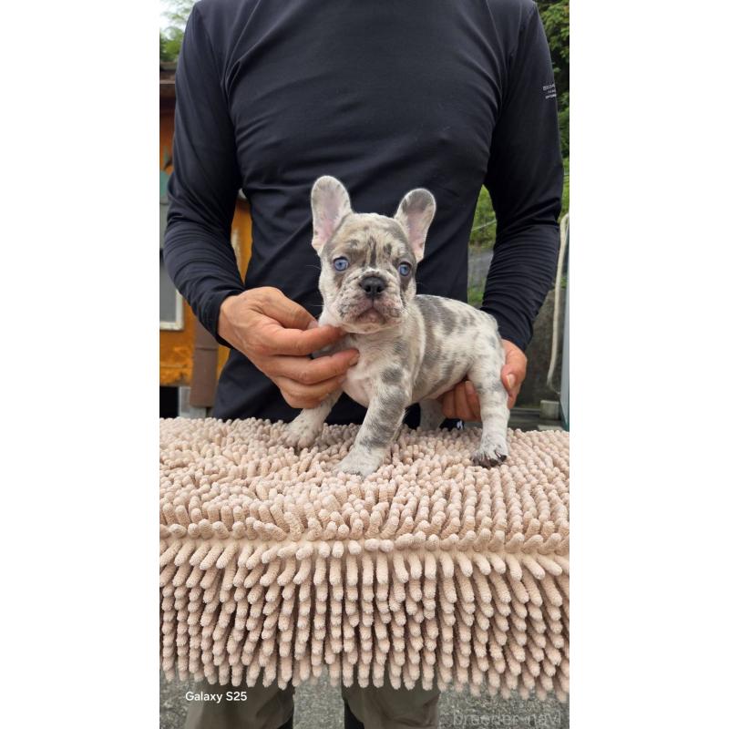 成約済の愛媛県のフレンチブルドッグ-415044の5枚目