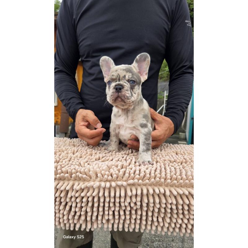 成約済の愛媛県のフレンチブルドッグ-415044の4枚目