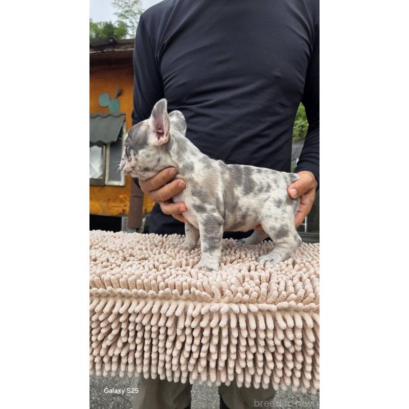 成約済の愛媛県のフレンチブルドッグ-415044の3枚目