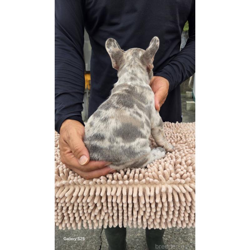 成約済の愛媛県のフレンチブルドッグ-415044の2枚目