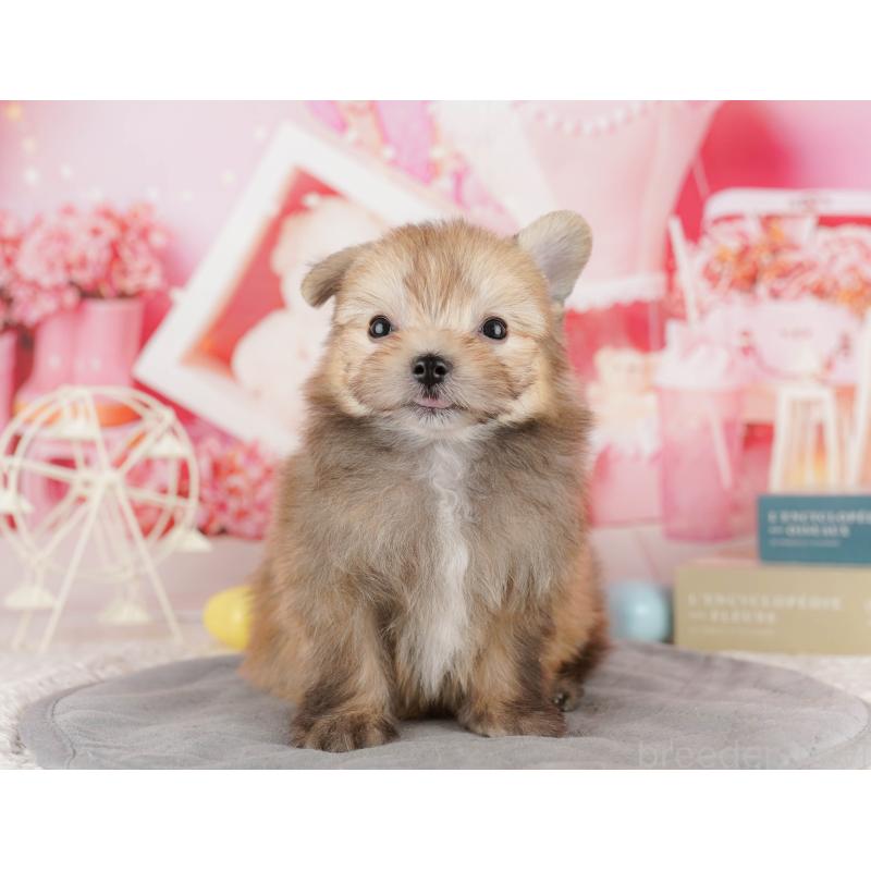 販売中ののポメマル:ポメラニアン×マルチーズ-416835