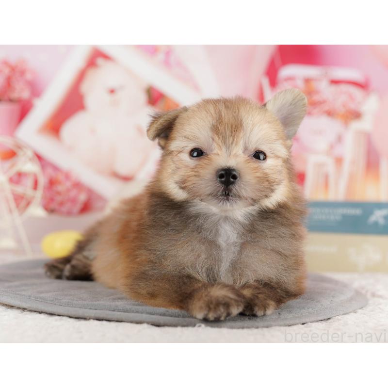 販売中の千葉県のポメマル:ポメラニアン×マルチーズ-416835の7枚目