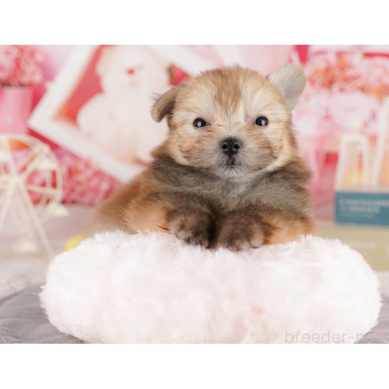 販売中の千葉県のポメマル:ポメラニアン×マルチーズ-416835の5枚目