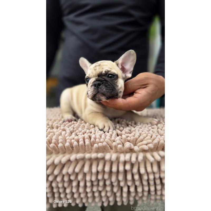 成約済の愛媛県のフレンチブルドッグ-415568の13枚目