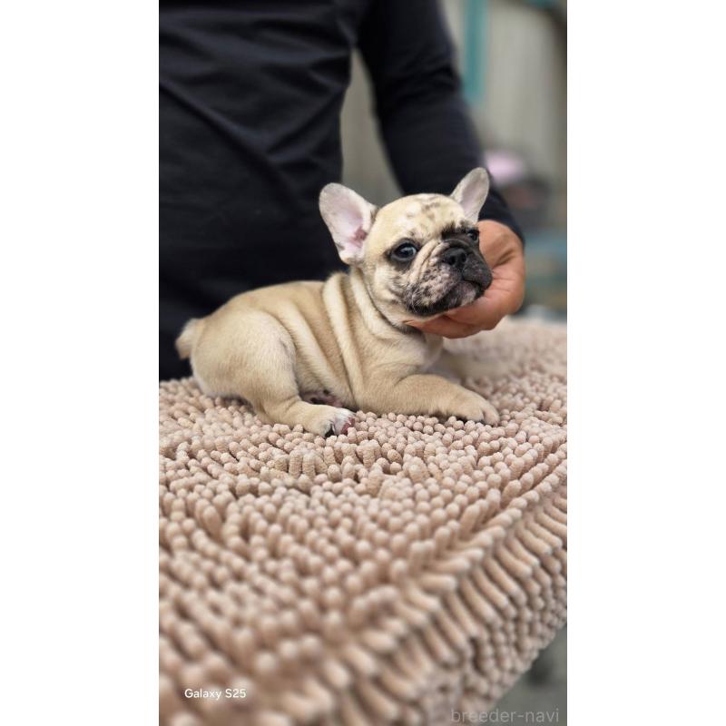 成約済の愛媛県のフレンチブルドッグ-415568の12枚目