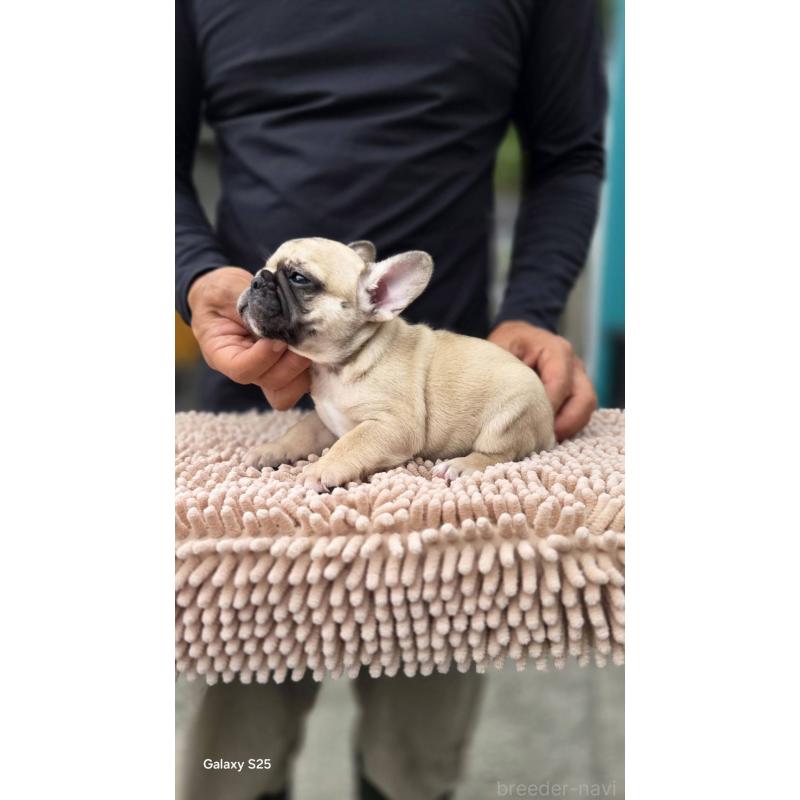 成約済の愛媛県のフレンチブルドッグ-415568の11枚目