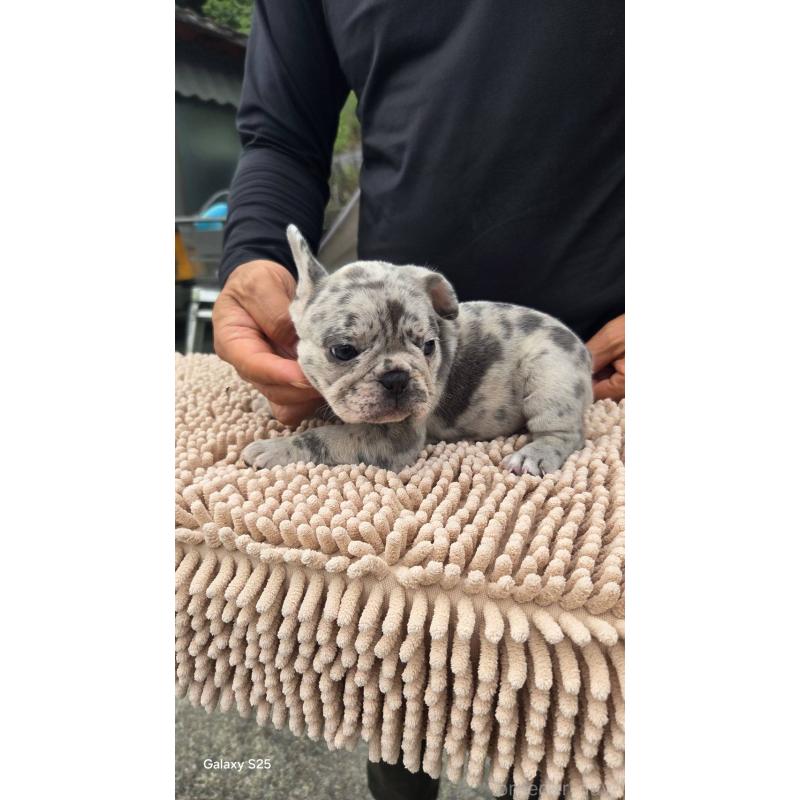 商談中の愛媛県のフレンチブルドッグ-415579の9枚目